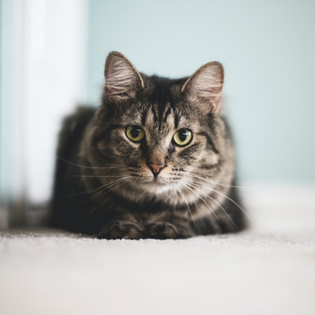 You are currently viewing חול לחתולים – יתרונות וחסרונות בשימוש
